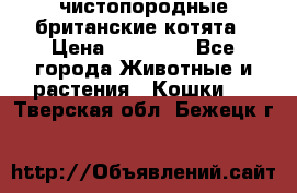 чистопородные британские котята › Цена ­ 10 000 - Все города Животные и растения » Кошки   . Тверская обл.,Бежецк г.